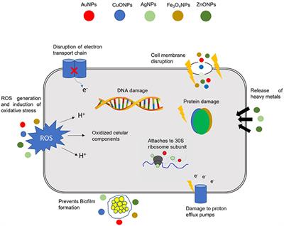 Nano-Strategies to Fight Multidrug Resistant Bacteria—“A Battle of the Titans”